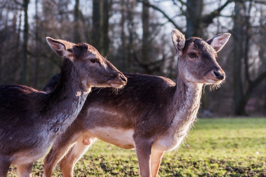 Wildpark Schwarze Berge in Duitsland