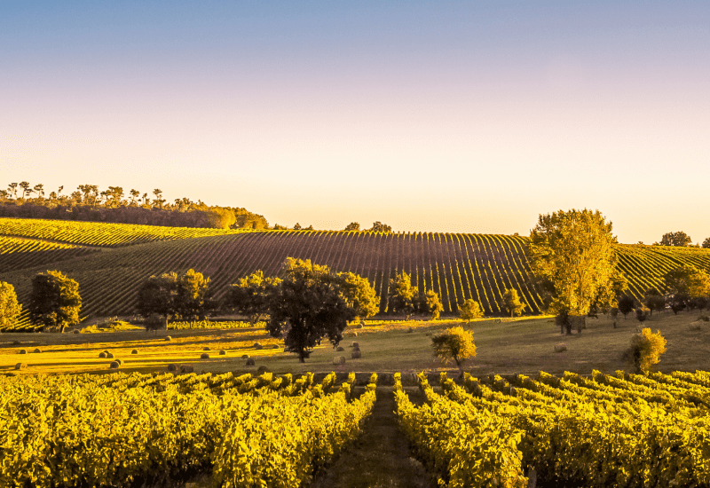 wijngaard Bordeaux