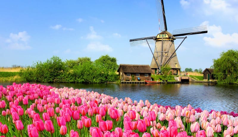 Holland molen tulpen