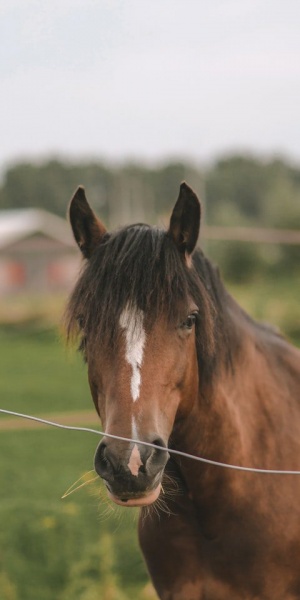 Nederlands-paard