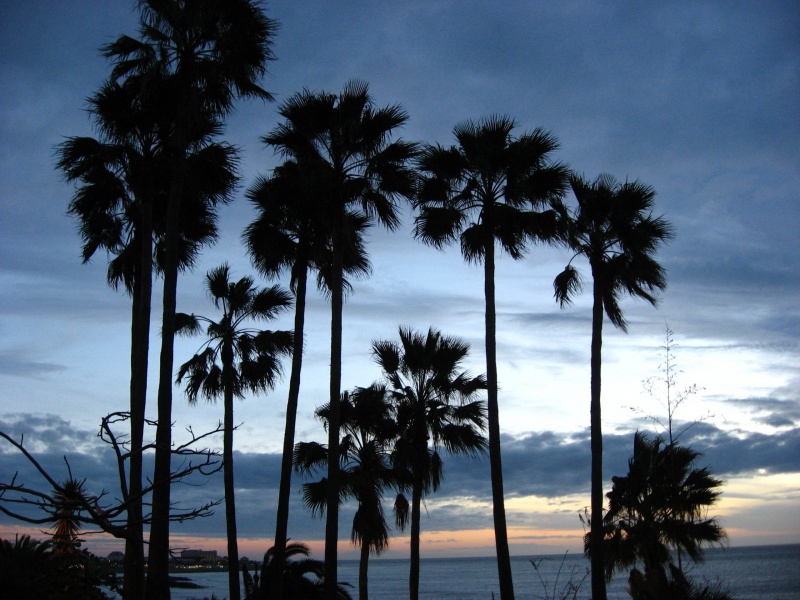 Palmbomen Tenerife foto Yvonne