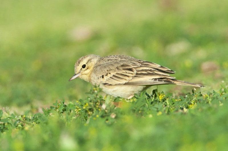 Vogel Duinpieper